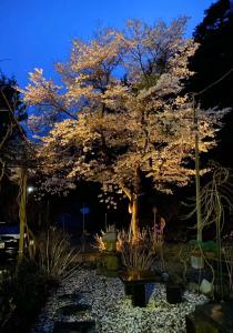 富士河口湖兰波旅馆的花园里的树,晚上有灯