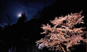 富士河口湖兰波旅馆的夜中月亮的树