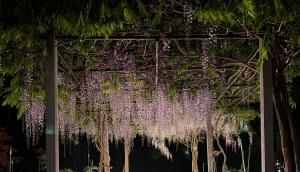 富士河口湖兰波旅馆的一群在晚上从树上挂的紫藤