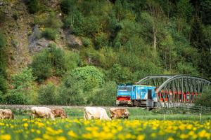 齐勒河谷采尔Wohlfühl Ferien-Heim Aparthotel 4 Sterne的一辆蓝色火车,在田野上与牛一起旅行
