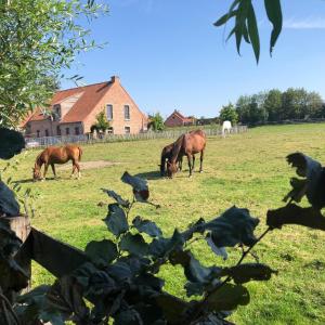 EllezellesAu Coeur des Collines, Gloriette的一群马在田野上放牧,有房子