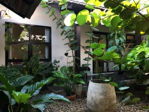 清迈Su Kho Rom always home ศุโขรมย์ - Adults Only的充满植物的房间和窗户