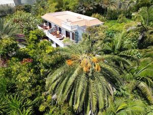 蒂哈拉费El Time的棕榈树房屋的空中景致