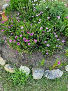 瓜塔维塔Dante Glamping的花卉园,花粉色,岩石