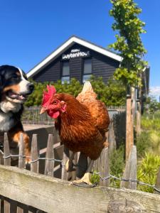 代尔夫特Hoeve BuytenHout的狗在围栏上看一只鸡