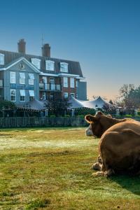 布罗肯赫斯特巴尔默草坪酒店的躺在房子前面的草上的一个牛