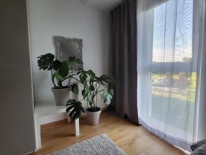 施韦夏特Jana Vienna Airport Apartment的一间拥有两盆植物和窗户的房间