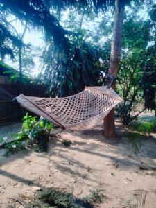 索拉哈Hotel Tiger Tops Sauraha的吊床挂在院子里的树上