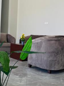 达瓦迪米أجنحة دارك للشقق الفندقية的带沙发和植物的客厅