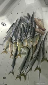 迪拜Dubai fishing trip 5 hours的坐在桌子上的一群鱼