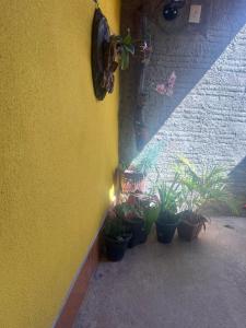 卡瓦坎特Pousada Recanto do Tucano的一组盆栽植物坐在黄色的墙上
