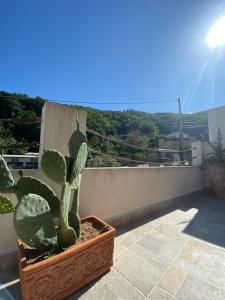 墨西拿La Badia的坐在阳台上的盆子里的仙人掌