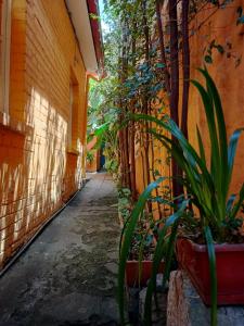 波哥大Casa-Arbol的楼旁的一条种植着植物的小巷
