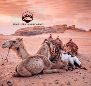 瓦迪拉姆RUM EiLEEN LUXURY CAMP的骑在沙漠骆驼后面的女人