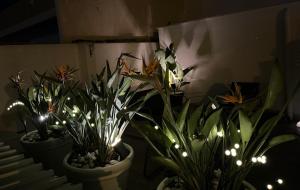 巴里Il Civico 2的一组有灯的盆栽植物