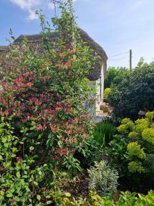 East BudleighDelightful Devon Cottage的一座房子前面的灌木丛,花粉红色