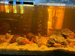 梅克内斯Dar el kebira的鱼缸里有金鱼和岩石