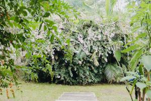 姆巴巴内Vista Garden Cottage的一座种植了白色花卉的大灌木的花园