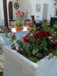 阿杰罗拉Il Casale del Generale的种满红花和植物的植物