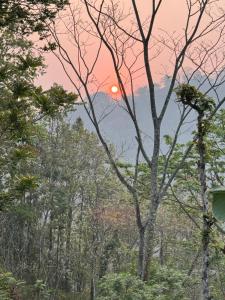 大吉岭Eviana homestay的山中,在前方的树林中,