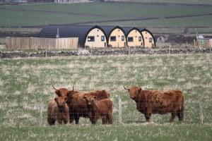 瑟索Glengolly Getaways的一群牛站在田野围栏后面