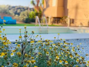 斯塔里斯Astali Villa的游泳池前的一束黄色花