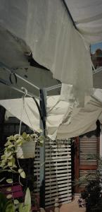 奥罗塞伊B&B CasaCorì的一间房间内的白色帐篷,种植植物