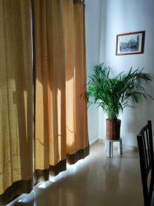 坎昆CASA CORAZA的挂在带窗帘的房间的盆栽植物