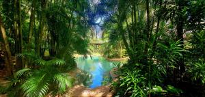 库克敦Paperbark Retreat的棕榈树林中的水池