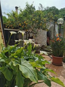 奥尔科费利诺"Lemon Tree House" Relax&Bike in campagna a Finale Ligure con Air Cond的庭院里种满了植物的花园