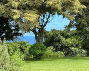 巴利托Seaforth Country House的灌木丛中一棵树