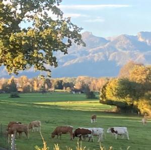 格拉本斯塔特Ferienwohnung beim Binder的一群牛在山地的牧场上放牧