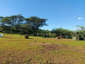 Ol KokwePopo Camp Lake Baringo的一片草场,有树在后面