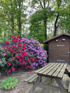 拉克斯杰斯特Boshuis Luyksgestel 2-6 personen, veel privacy!的木凳,坐在粉红色的花丛旁
