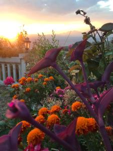 Santa Sofia dʼEpiroAgriturismo Vemi的花园内鲜花,背景是日落