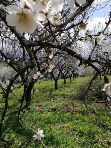 Santa Sofia dʼEpiroAgriturismo Vemi的有一排种着白色花的树木