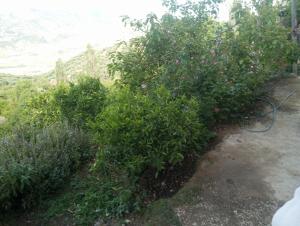 Aïn BouchrikDar Lala Zhour的路上一排灌木丛,花丛