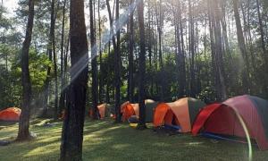 武吉丁宜Tapian Camping Ground的一群在树丛中的帐篷