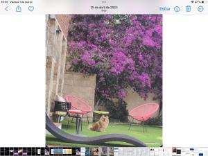 滨海托萨Torre con vistas的一只狗坐在一棵紫色花的树前