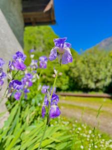 Grandola ed Uniti维奇亚克奥德利亚农家乐的花园里的一束紫色花