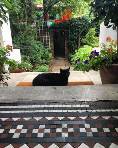 伦敦维多利亚中央公寓的坐在门前的一只黑猫