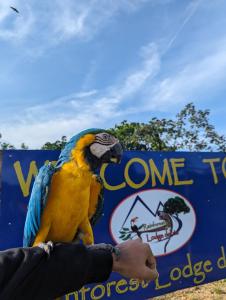 波托韦洛Rainforest Lodge del Rio的手在标志前的人身上的彩色鹦鹉