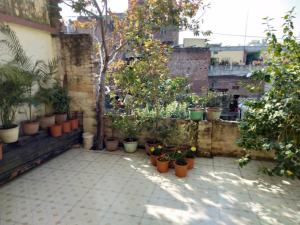 瓦拉纳西Goroomgo Sanskriti Paying Guest House Varanasi - Excellent Customer Choice- Best Seller的一座庭院,在一座建筑里种有盆栽植物和树木