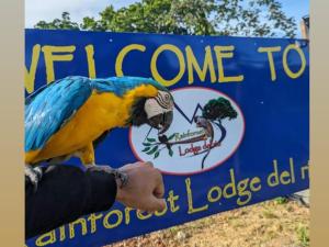 波托韦洛Rainforest Lodge del Rio的蓝色和黄色的鹦鹉坐在标志上