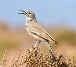 布马伦Riad Dades Birds的鸟站在草顶上