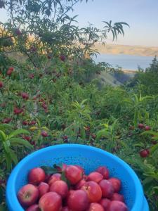 Oulad YakoubFerme Bouhouch的果园里盛满红苹果的蓝色碗