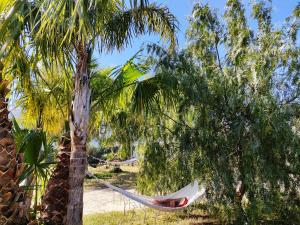 马劳萨Saluto al Sole 01的吊床挂在院子里的棕榈树上