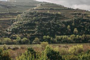 比索达雷加Torel Quinta da Vacaria - Douro Valley的微机网网网网网网网网网网网网网网