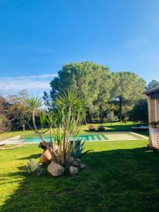 艾马尔格Le Patio, chambres d hôtes pour adultes en Camargue, possibilité de naturisme à la piscine,的棕榈树花园和游泳池