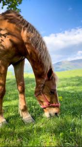 阿尔杰什河畔库尔泰亚TheRefuge的草场上的棕色马